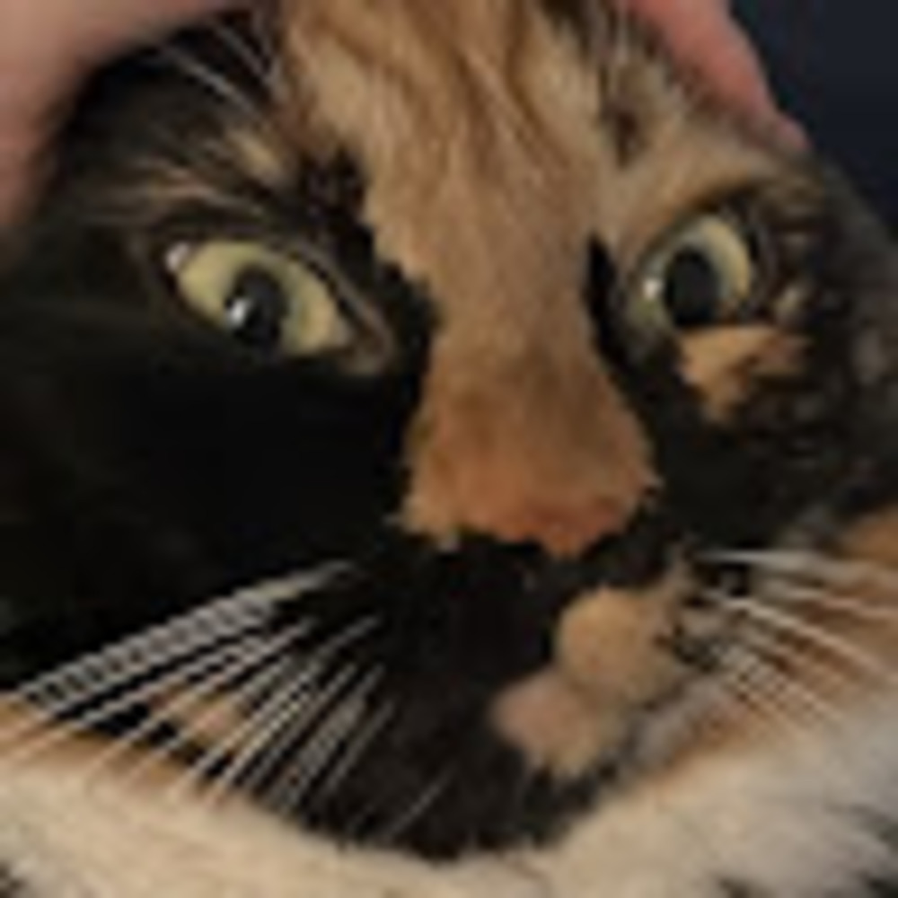 Meet your Posher, Joee